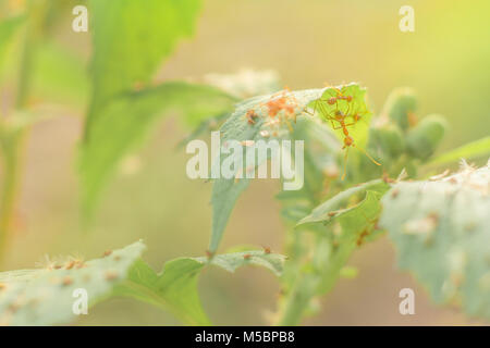 (Oecophylla smaragdina Red Ant Ant) , l'article, l'action d'ant Banque D'Images