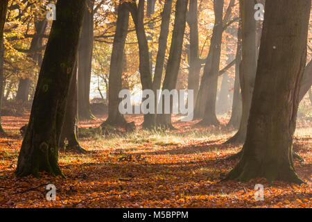 Belles couleurs d'automne d'un bois de hêtre dans le Hertfordshire, Angleterre Banque D'Images