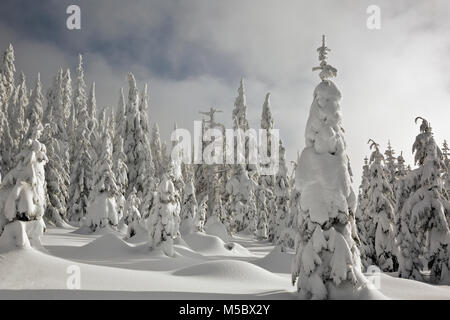 WA13534-00...WASHINGTON - les arbres couverts de neige près du sommet d'Amabilis Mountain dans le Okanogan-Wenatchee National Forest. Banque D'Images