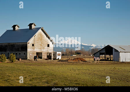WA13538-00...WASHINGTON - ferme sur l'île Fox situé près de Mount Vernon, une partie de la vallée de la Skagit Delta avec le mont Baker dans la distance. Banque D'Images