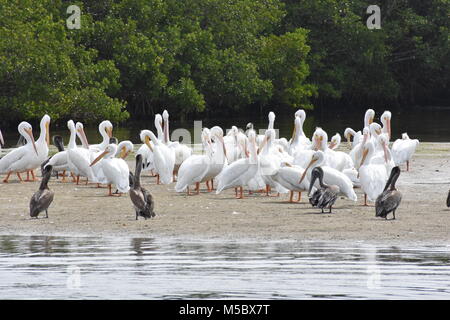 Troupeau de pélicans blancs et bruns sur toilettage haut lieu dans la baie de Sarasota Bradenton FL au large des côtes de Banque D'Images