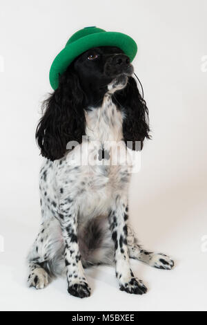 Belle épagneul femelle dans un chapeau vert sur fond blanc Banque D'Images