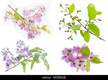 Lagerstroemia floribunda flower isolated on white, également connu sous le nom de Thai crape myrtle et Kedah, bungor est une espèce de plantes de la Lythraceae Banque D'Images