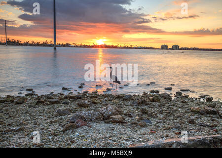 Grand Grand héron Ardea herodias se tient devant un coucher de soleil sur Marco Island, en Floride. Banque D'Images