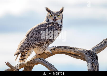 Grande chouette à cornes (Bubo virginianus) perchée sur une branche d'arbre mangeant Banque D'Images