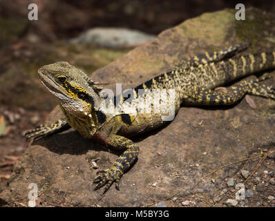 Dragon d'eau australien sur le roc Banque D'Images