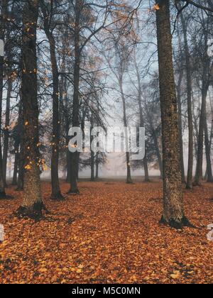 Golden-matin brumeux dans le Manor Park. Banque D'Images