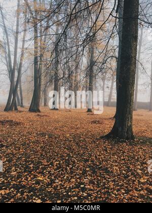 Golden-matin brumeux dans le Manor Park. Banque D'Images