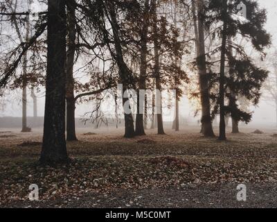 Golden-matin brumeux dans le Manor Park. Banque D'Images