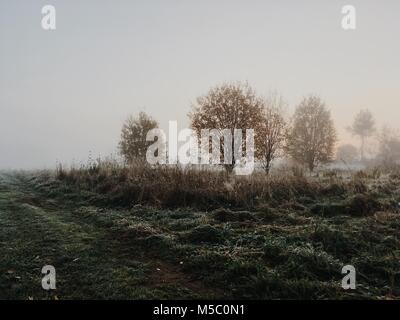 Golden-matin brumeux dans le Manor Park. Banque D'Images