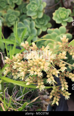 Close up of Aeonium haworthii Aeonium Pinwheel flowers Banque D'Images