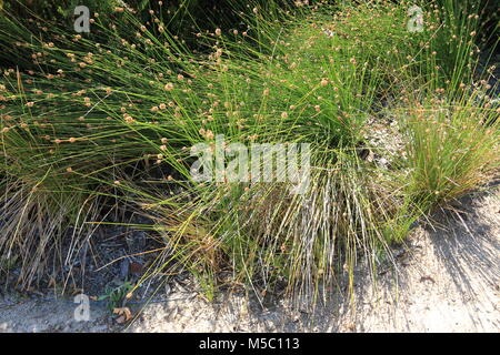 Ficinia noueuse ou également connu sous le nom de Isolepis noueuse ou Knobby Club Rush Banque D'Images