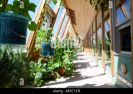 Jardin de légumes à l'intérieur d'une maison durable Earthship près de Taos dans le Nouveau Mexique, USA Banque D'Images