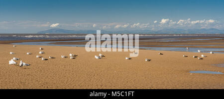 Les goélands se nourrissent et se reposent au bord de l'eau sur la plage de Blackpool, avec les montagnes du Lake District à travers la baie de Morecambe dans la distance, on a summer Banque D'Images