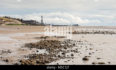 Mouettes manger au bord de l'eau sur la plage de Blackpool, avec l'emblématique tour de Blackpool et North Pier dans la distance. Banque D'Images