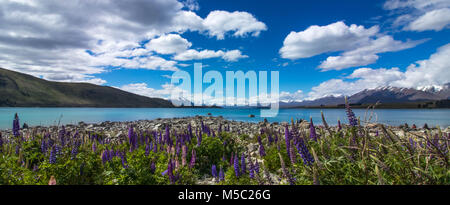 Le lac Tekapo en Nouvelle-Zélande près de l'Église du Bon Berger lupin photographié sur un jour nuageux ensoleillé. Fleurs de lupin en fleur. Banque D'Images