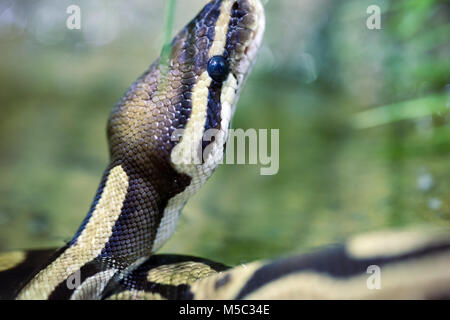 Photo en gros plan des matières dangereuses grandi python Banque D'Images