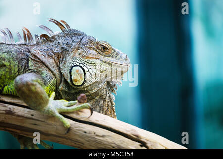 Iguane vert, debout sur une branche Banque D'Images