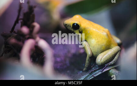 Grenouille toxique, poison dart frog terribilis d'animaux de la forêt tropicale Banque D'Images