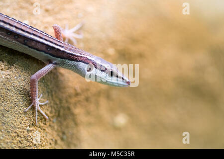 Gecko gecko animal populaire, un lézard actif nuit Banque D'Images