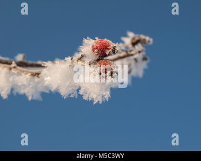 Rose musquée congelés froid de l'hiver décembre journée ensoleillée, sur fond bleu Banque D'Images