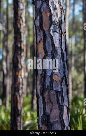 L'écorce des arbres texturé Banque D'Images