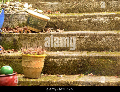 Jardin de plantes en pots les isolant de mauvaises herbes et autres plantes envahissantes Banque D'Images