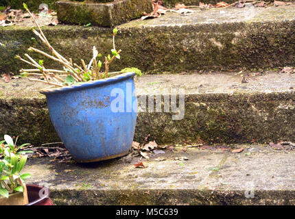 Jardin de plantes en pots les isolant de mauvaises herbes et autres plantes envahissantes Banque D'Images