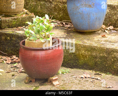 Jardin de plantes en pots les isolant de mauvaises herbes et autres plantes envahissantes Banque D'Images