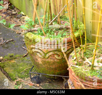 Jardin de plantes en pots les isolant de mauvaises herbes et autres plantes envahissantes Banque D'Images