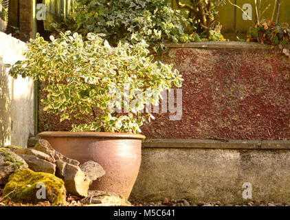 Jardin de plantes en pots les isolant de mauvaises herbes et autres plantes envahissantes Banque D'Images