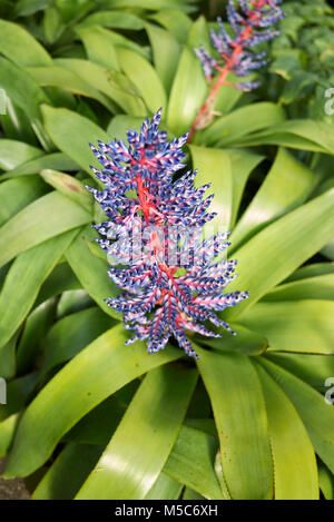 L'Aechmea blue rain Banque D'Images