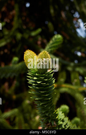 Monkey puzzle Banque D'Images