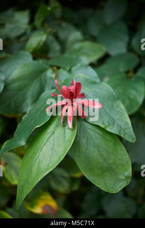 Calycanthus floridus Banque D'Images