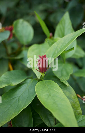 Calycanthus floridus Banque D'Images