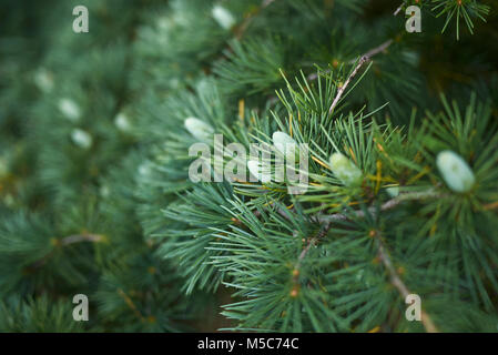 Cedrus deodara Banque D'Images