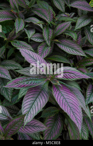 Strobilanthes Bouclier Perse Banque D'Images