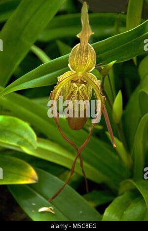 Apprentis sorciers Phragmipedium Banque D'Images