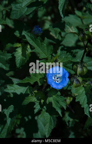 Nicandra physalodes, shoo-fly plante, Banque D'Images