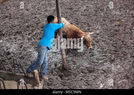 Un homme tente d'éventail un taureau au cours de l'automne fiesta dans Keran, Michoacan, Mexique le mardi, 7 octobre, 2014. La ville de Keran détient deux fêtes annuelles pour célébrer leur culture et leurs croyances religieuses. En avril 2011, après des années d'extorsion par les cartels locaux et de la complaisance du gouvernement local et la police, les habitants de Keran reconquis leur ville et leurs terres. Le pueblo (traduit en tant que peuple ou communauté) face au cartel, enlevé le gouvernement d'office, et créé leur propre force de police pour protéger la ville. Banque D'Images