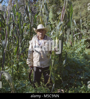 Un agriculteur se trouve dans son champ de maïs au cours de l'automne fiesta dans Keran, Michoacan, Mexique le mercredi, Octobre 8, 2014. La ville de Keran détient deux fêtes annuelles pour célébrer leur culture et leurs croyances religieuses. En avril 2011, après des années d'extorsion par les cartels locaux et de la complaisance du gouvernement local et la police, les habitants de Keran reconquis leur ville et leurs terres. Le pueblo (traduit en tant que peuple ou communauté) face au cartel, enlevé le gouvernement d'office, et créé leur propre force de police pour protéger la ville. Banque D'Images