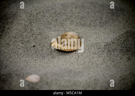 Une belle mer coquille qui montre des signes de stress de son voyage. Banque D'Images