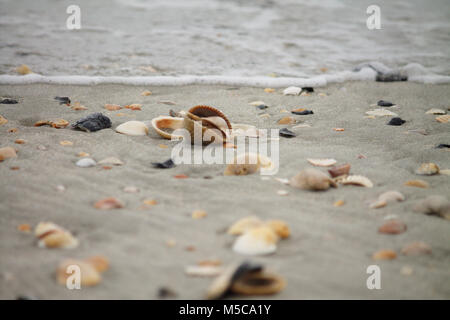 Assortiment de coquillages dans le sable. Tous les shells sont naturels, uniques, et arrangé par mère nature. Banque D'Images