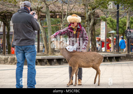 Itsukushima, également connu sous le nom de Miyajima, est une petite île dans la baie d'Hiroshima. Cerfs apprivoisés errent dans l'île et l'approche souvent les touristes. Banque D'Images