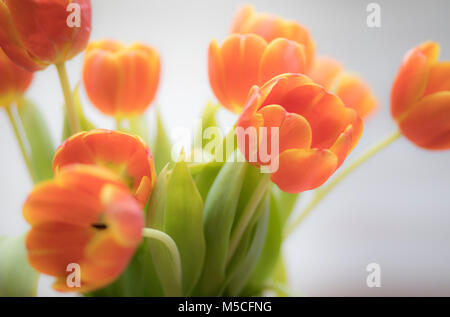 Encore une image de la vie d'une bande de tulipes orange shot avec profondeur de champ. Banque D'Images