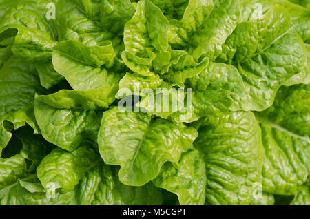 Jeune Laitue, Lactuca sativa, growing in vegetable garden. Banque D'Images
