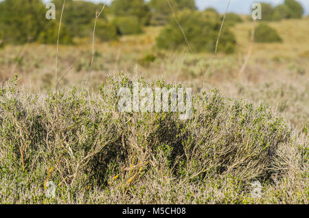 Thymus vulgaris Thym commun, thym, allemand, le thym, le jardin d'herbes sauvages en Espagne Banque D'Images