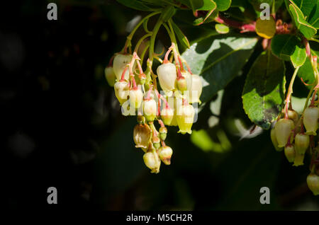 Groupe de fleurs d'oranger, de l'arbousier Arbutus unedo, Espagne Banque D'Images