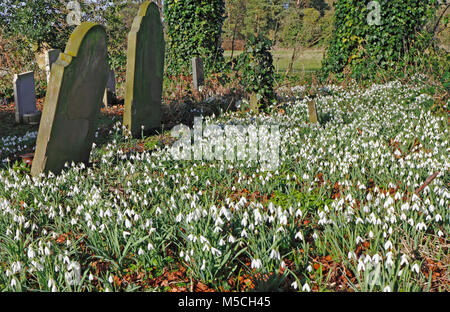 Une vue de perce-neige, Galanthus nivalis, dans un cimetière à South Creake, Norfolk, Angleterre, Royaume-Uni, Europe. Banque D'Images