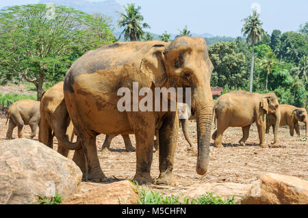 Les éléphants d'Asie (Elephas maximus) à l'Orphelinat Pinnawala Elephant près de Kegalle, Liège Province, Sri Lanka, en Asie du Sud Banque D'Images